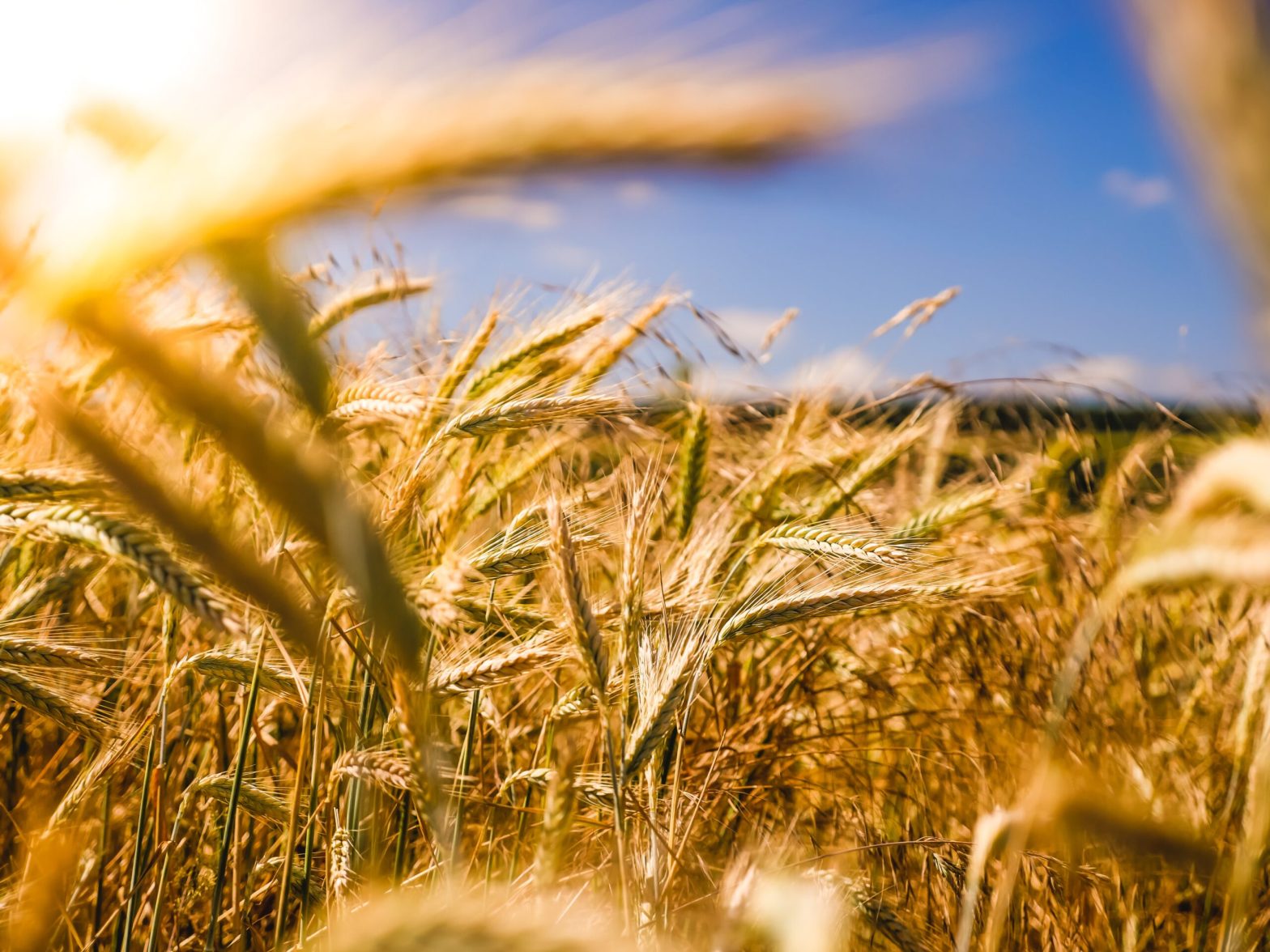 Food cycles explained