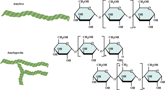 Amylose and Amylopectin